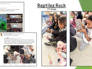 Reptiles Rock